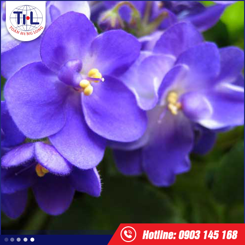 Hương violet